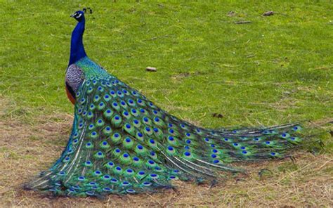 Peacock Wallpapers - Top Free Peacock Backgrounds - WallpaperAccess