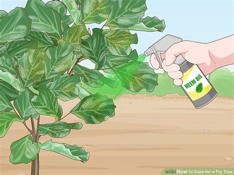 5 Ways to Care for a Fig Tree - wikiHow