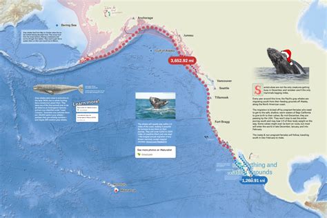 Grey Whale Migration - Felt Map Gallery