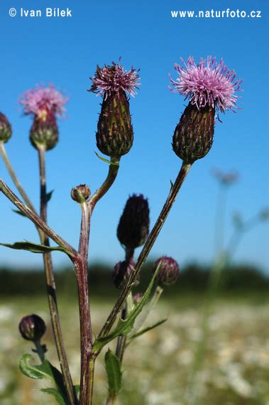 Creeping Thistle Photos, Creeping Thistle Images, Nature Wildlife Pictures | NaturePhoto