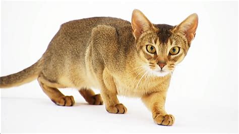 Abyssinian cat Pictures and Information - Cat-Breeds.com