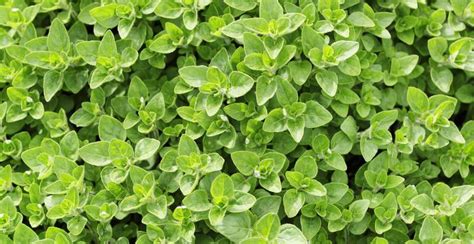 How to Plant, Grow, and Care for Marjoram Herbs - Gardeners' Magazine