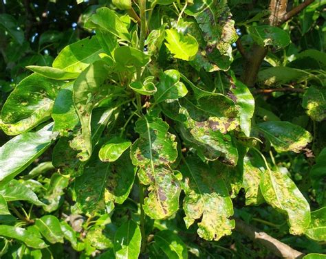 Pear Disease – PlantDOC