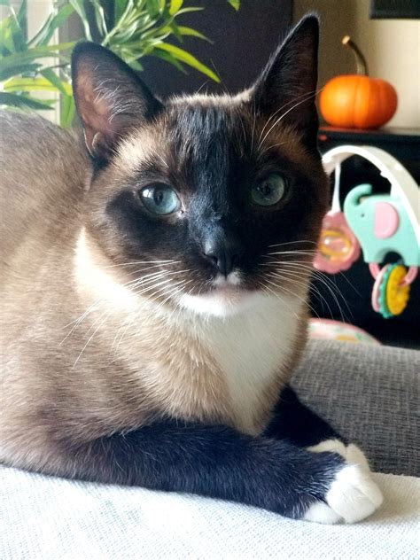 My beautiful snowshoe Siamese that I rescued a year ago. Happy birthday Sebastian! | Pretty cats ...