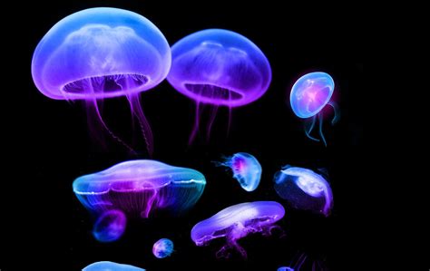 Neon Jellyfish Wallpapers - Top Free Neon Jellyfish Backgrounds - WallpaperAccess