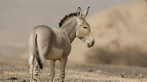 Of Jacks and Jennets: Facts About Donkeys - The New York Times