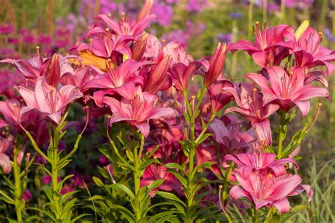 How to Grow and Care for Asiatic Lily