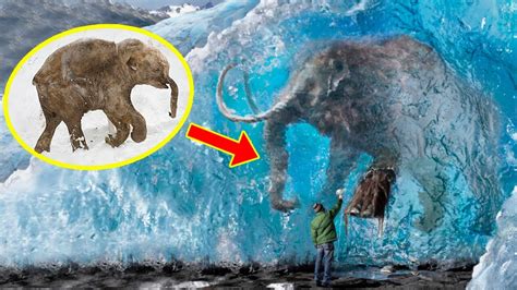 Resurrected from the Ice: The Astonishing Mystery of Siberia’s Frozen Mammoth Carcass ...