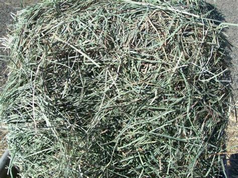 Timothy/Alfalfa Bales - Kissimmee Valley Feed