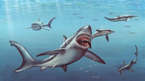 Megalodon Shark Fossils Suggest That Newborns Were Larger Than Adult Humans: Study- Technology ...