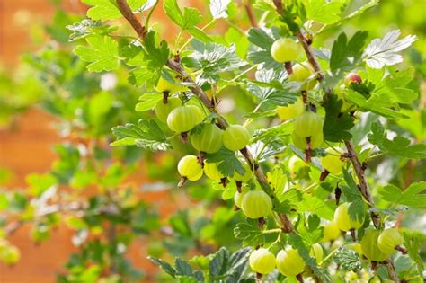 Gooseberry Bush Images - Free Download on Freepik