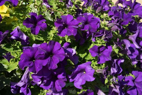 Popular Purple Petunia Cultivars – Growing Petunias That Are Purple