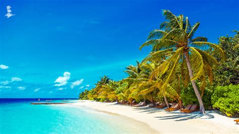 ENJOY THESE FREE ZOOM BACKGROUNDS FROM LILY BEACH – Lily Beach Resort ...