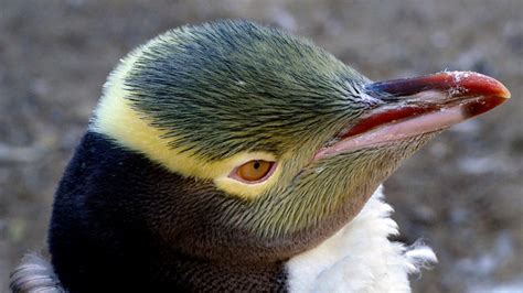 New Zealand's yellow-eyed penguin is waddling towards extinction