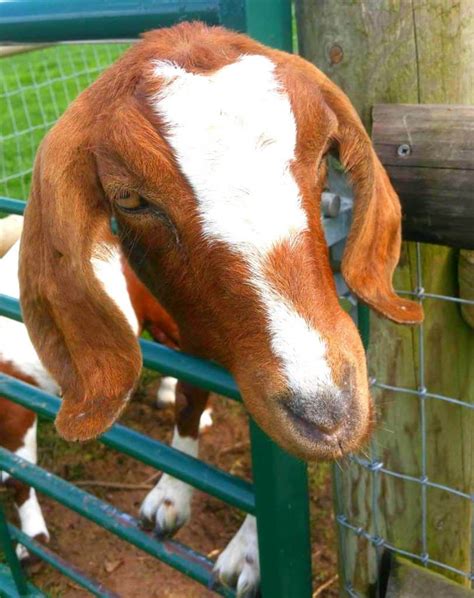 Animal fun at Kington Small Breeds Farm - Naptime Natter