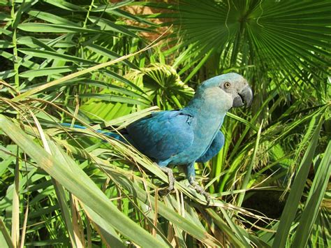 'Extinct' Spix's macaw spotted in Brazil