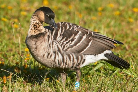 My 14 Best Bird Watching Spots in Hawaii You Should Try – Just Watching Birds