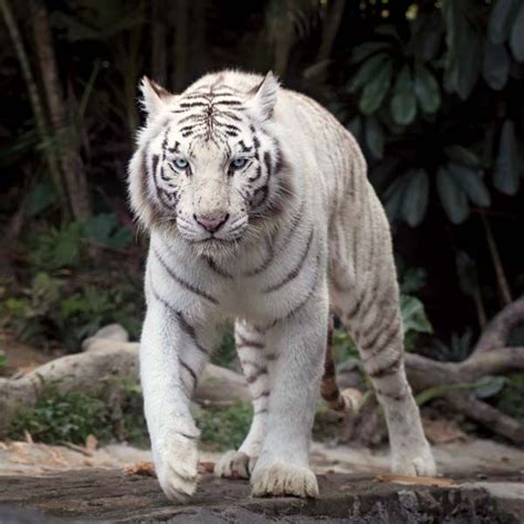 White tiger | Description & Facts | Britannica