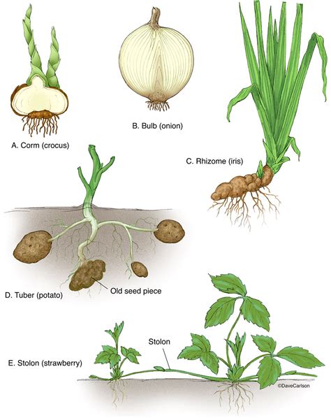 Examples Of Stem Tubers Plants