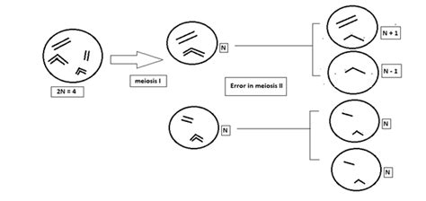 What is Aneuploidy and What is the Mechanism of Aneuploidy ...