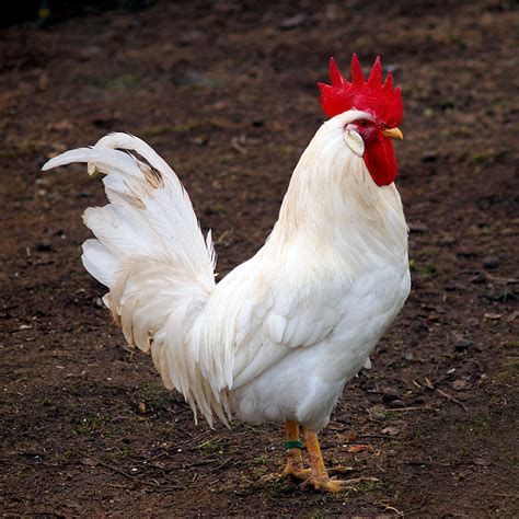 chicken-breeds-white-leghorn-rooster-01-243408715 - Hobby Farms