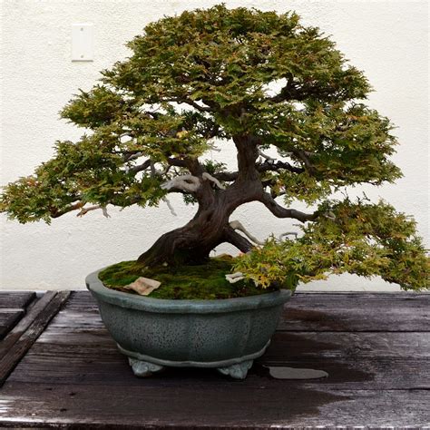 Trained Bonsai | Bonsai Tree Gardener