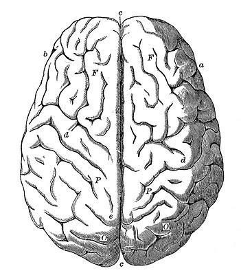 Vintage Anatomy Images - Human Brain - The Graphics Fairy