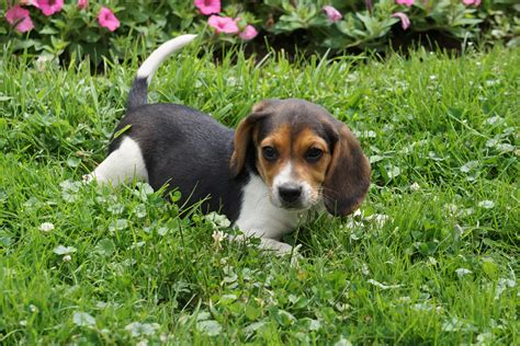 Beagle Puppy For Sale Millersburg OH Male Jesse – AC Puppies LLC