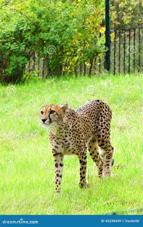 Cheetah, Friendly Animals at the Prague Zoo. Editorial Stock Image - Image of captive, south ...