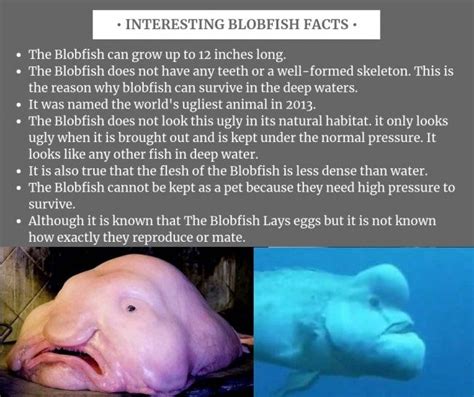 7 Photos Blobfish Facts For Kids And View - Alqu Blog