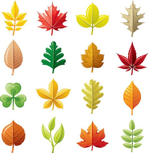 Aspen Leaf Illustrations, Royalty-Free Vector Graphics & Clip Art - iStock