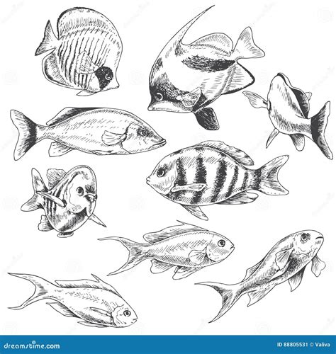 Coral Reef Fish Drawings