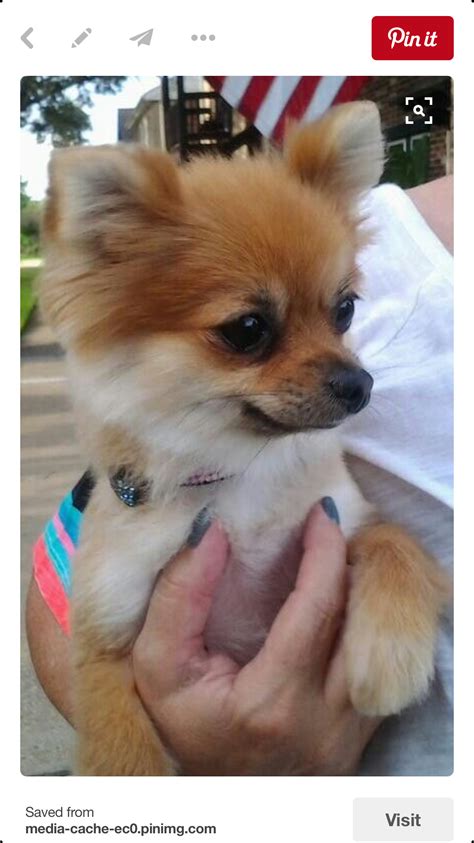 Pomchi Puppies, Pomeranian Chihuahua Mix, Corgi Puppy, Cute Puppies, Cute Dogs, Pomeranians ...