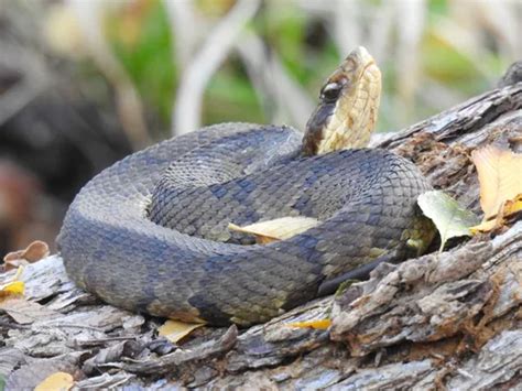 First Aid for Cottonmouth Snake Bite - DoveMed