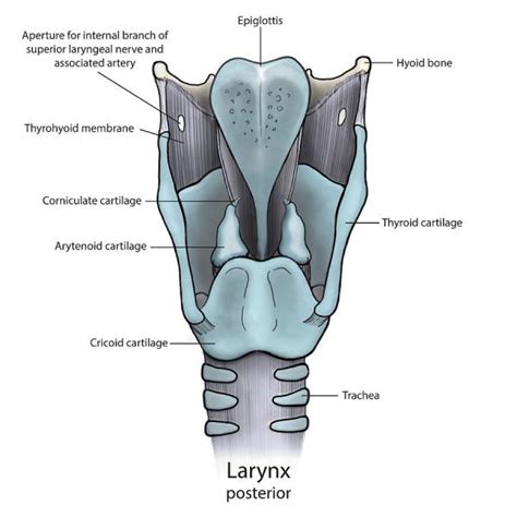 LARYNX: Anatomy and function and MCQs For NEET, GPAT, UGC NET JRF - Gpatindia: Pharmacy Jobs ...