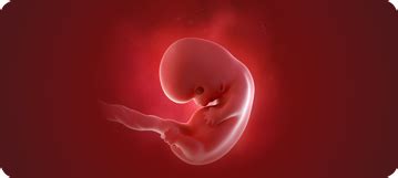 Baby Development 8th Week: What Parents Can Look Forward To