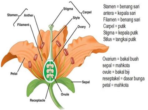 Gambar Struktur Bunga Dan Fungsinya Font Finder - IMAGESEE