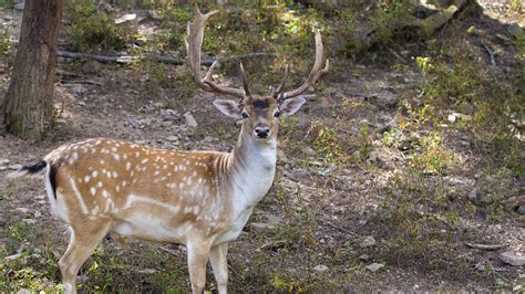 European Fallow Deer | Lake Tobias Wildlife Park