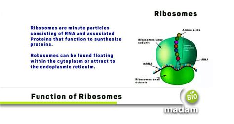 The Structure Of The Ribosome Functions Infographics