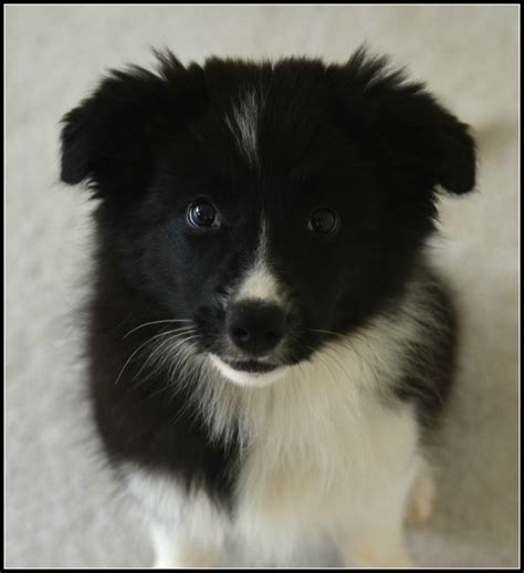 Pictures of Puppies | 45 Free Cute Border Collie Puppy Images | HubPages