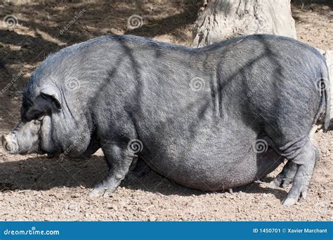 Big Wild Pig Stock Image - Image: 1450701