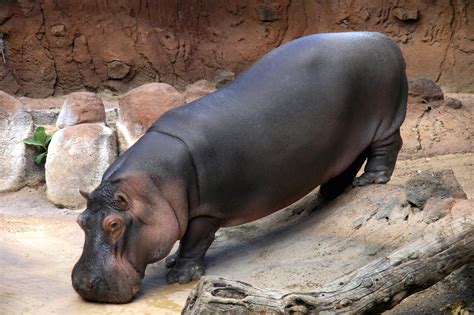 Hippopotamus - Honolulu Zoo Society