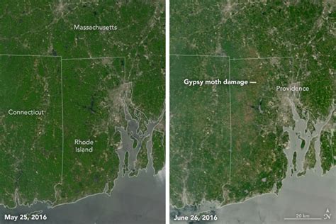 Gypsy moth damage seen from satellites | Climate and Agriculture in the Southeast