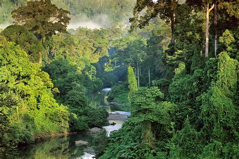 HD wallpaper: mist, Malaysia, jungle, Borneo, National Geographic ...