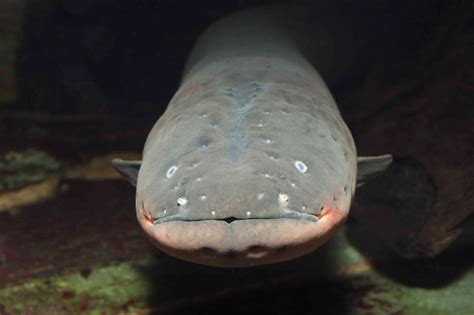 Shocking Electric Eel Facts