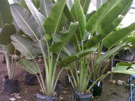 POHON PISANG HIAS | POHON PISANG-PISANGAN | POHON PISANG HELICONIA | POHON PISANG CALATEA ...