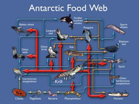 Is the krill decline impacting their natural predators? | by Mysterious ...