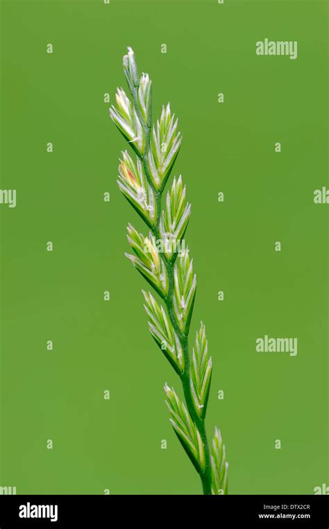 Perennial Ryegrass Stock Photo - Alamy