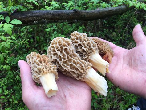 Morel mushroom jackpot could be found at these recent burn-out spots, DNR says - mlive.com