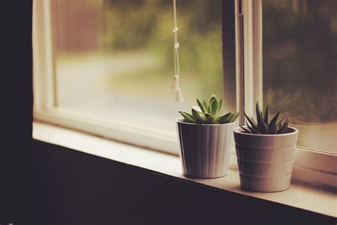 wallpaper flower pots, window sill, indoor plants HD : Widescreen : High Definition : Fullscreen